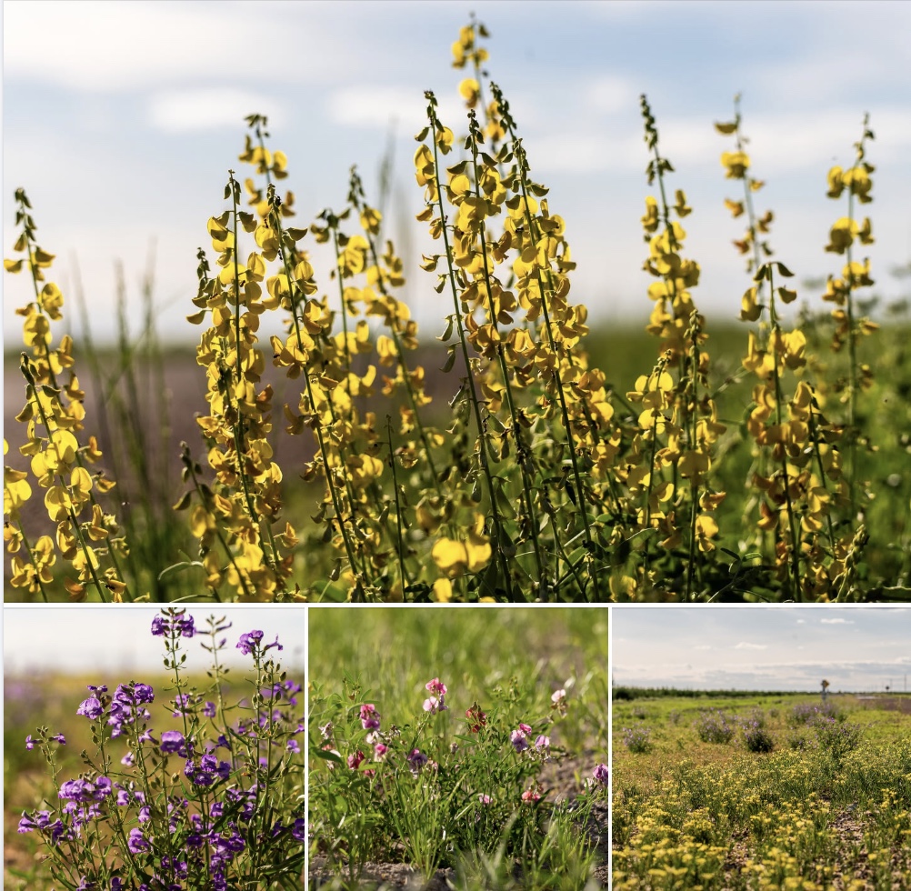 Wildflowers in Diamantina