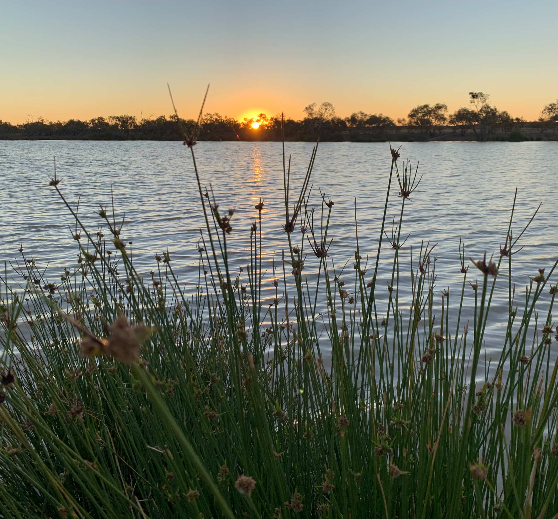 Birdsville Tourist Park is on the banks of the Birdsville Billabong