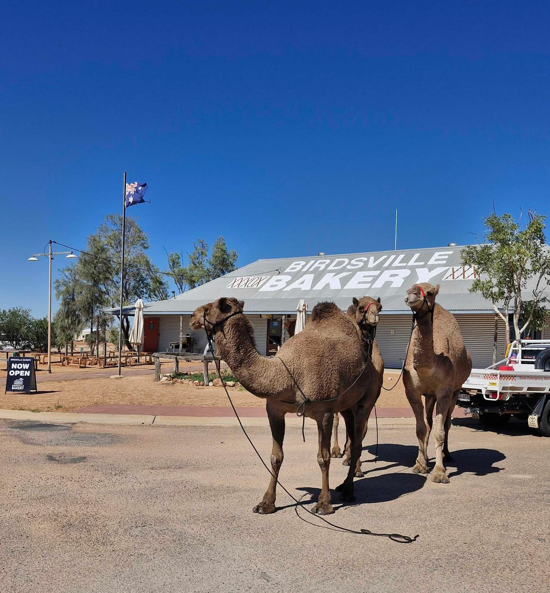 Camels Birdsville Bakery